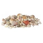 Set decorativ de scoici de mare, 500 g, Gonga®, culoaremodel Crem